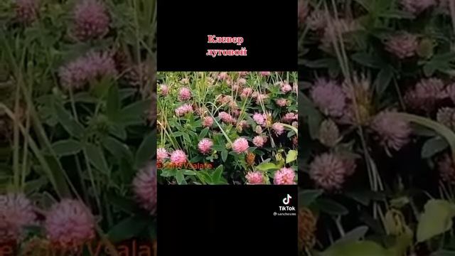 луговой клевер 🍀 смотреть онлайн