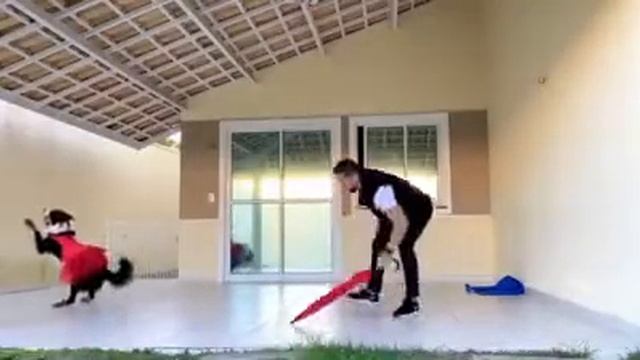 Прикольный танец собаки смотреть онлайн