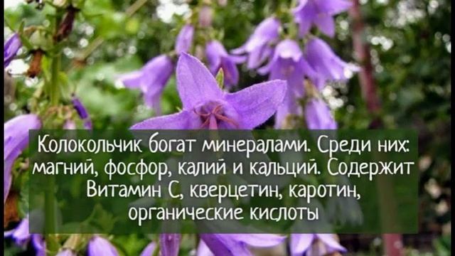Колокольчик полевой, кратко о растении смотреть онлайн