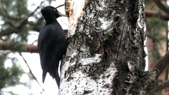 Желна долбит березу, Черный дятел в поиске еды смотреть онлайн