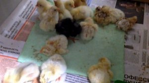 20 день инкубации ? / Началось вылупление цыплят / Зеленые яйца / Температура 20 дня инкубации 37,2