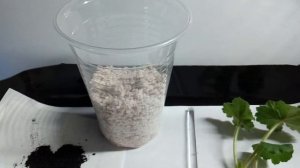 Переукоренение черенка пеларгонии или спасаем от черной ножки.