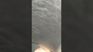 Как снять (открыть) руль на Toyota Corolla AE100