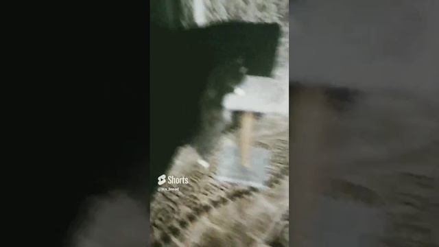 Кошка лижет когти точку