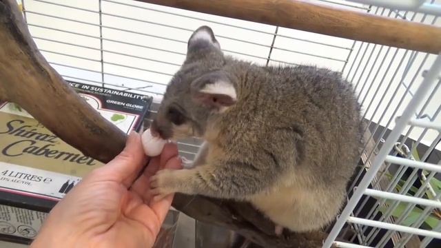 ДОББИ ЕСТ ВИНОГРАД И ГЕРАНЬ. POSSUM DOBBY IS EATING GRAPE AND GERANIUM смотреть онлайн