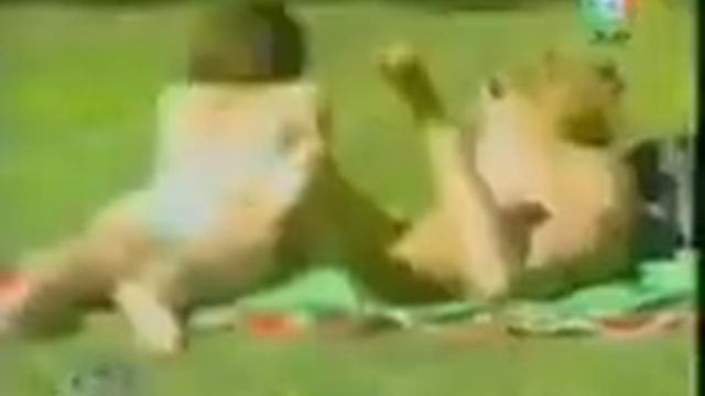 Озабоченная Собака приколист.mp4 смотреть онлайн