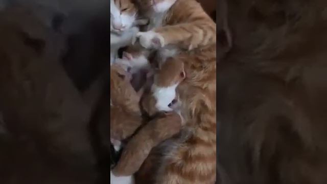 Любителям кошек - "Святое семейство". смотреть онлайн