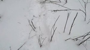 Проверка капканов и петель. Охота на лису. Привада работает. Поймал 3 лисы. Удачный результат.