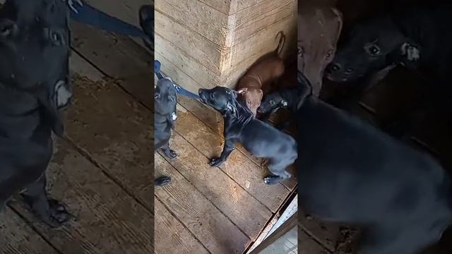 ПРОДАМ ЧЕРНОГО КОБЕЛЯ С ЭТОГО ПОМЁТА (30 т.р.) БОЙ х БАРРАКУДА (2.5 мес.) смотреть онлайн