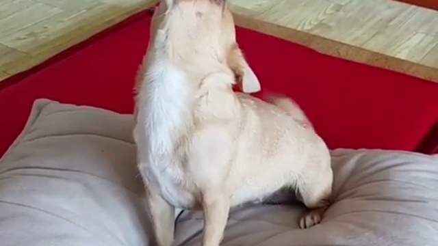 Чихуахуа поет под гармошку смотреть онлайн