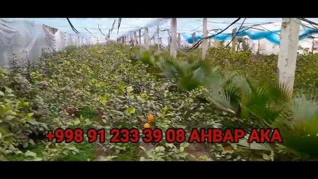 2021 YIL LIMON KO'CHATLAR NARXI SURXANDARYODA смотреть онлайн