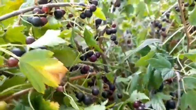 52. Поспела смородина черная//Июль 2022//Рецепт желе смотреть онлайн