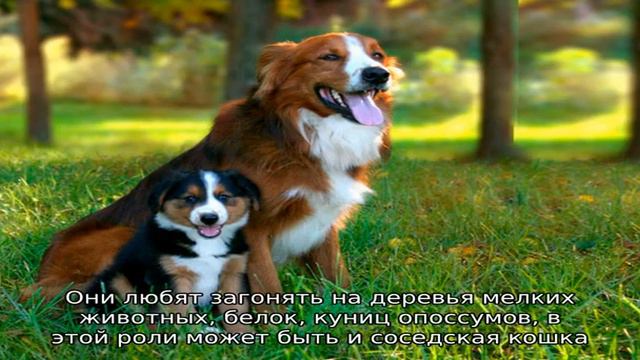 Английская овчарка смотреть онлайн