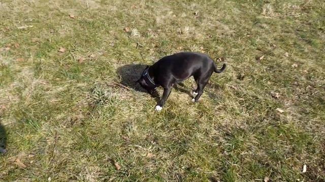 Стаффордширский бультерьер гуляет под дождём. Как и чем зубастая Леди чистит свои клыки. смотреть онлайн