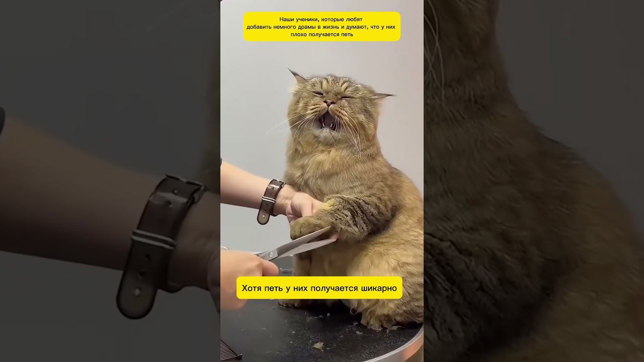 Когда ты немного драма квин #music смотреть онлайн