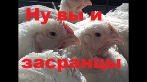 Сколько помёта от бройлеров в сутки