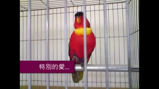 5 Funny Talking Parrots (creepy and cool) смотреть онлайн