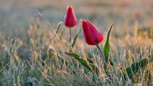 Ф.  Шопен - Вальс № 7-   F.  Chopin  - Waltz № 7