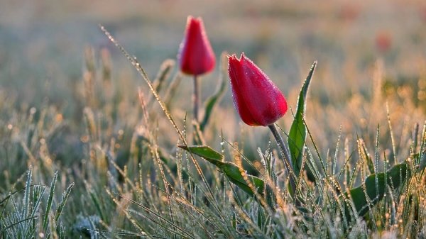 Ф.  Шопен - Вальс № 7-   F.  Chopin  - Waltz № 7