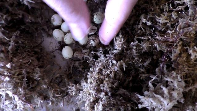 АХАТИНА. Улитка вылупляется из яйца. смотреть онлайн