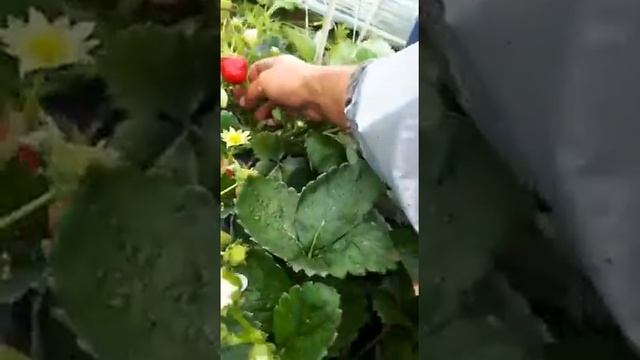 Сорт Эви2. смотреть онлайн