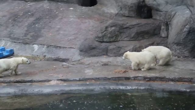 Moscow ZOO - Polar Bear (Mother with cubs) Московский зоопарк. Белая медведица с медвежатами. смотреть онлайн
