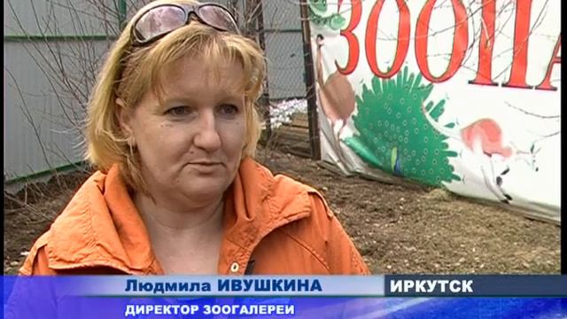 Новый питомец в зоогалерее.flv смотреть онлайн