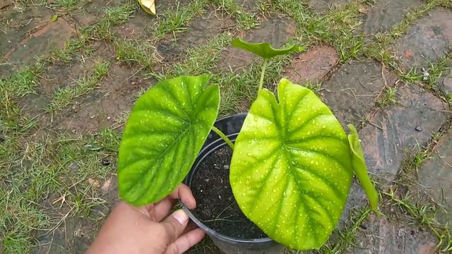 Alocasia Green Shield ( Clypeolata) смотреть онлайн