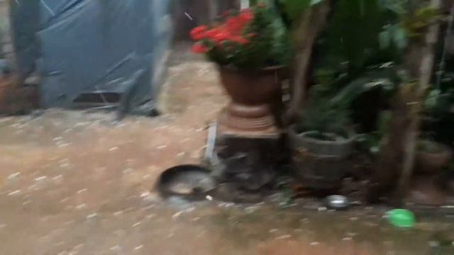 Аргентина, Посадас, погода смотреть онлайн