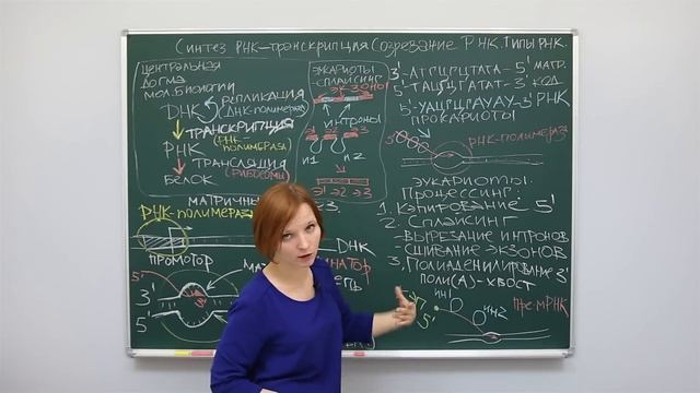 Биология. Биосинтез РНК. Созревание РНК. Типы РНК. Центр онлайн-обучения «Фоксфорд» смотреть онлайн