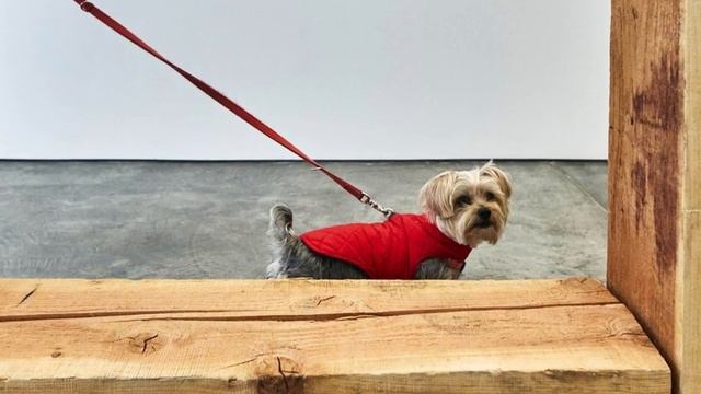 Современное Искусство для тех, кто виляет хвостом.