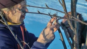 Прививка яблони на рябину  Выращивание яблони на Севере