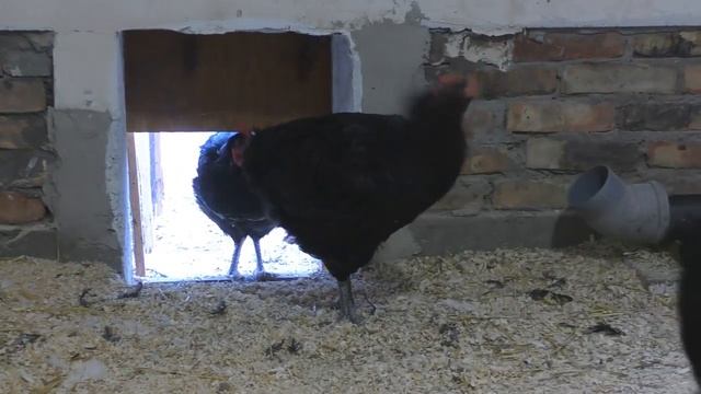 ЭТОГО Я ВАМ ЕЩЕ НЕ ПОКАЗЫВАЛА! МОЕ ХОЗЯЙСТВО: КУРЫ ДЖЕРСИЙСКИЙ ГИГАНТ, ГУСИ ЛИНДА, ИНДЮКИ БИГ-6.