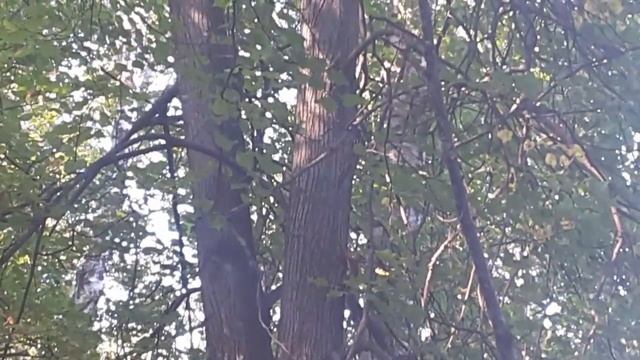 Белки готовится к зиме. 31 августа 2016 смотреть онлайн