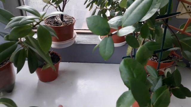 #Прекрасный мир комнатных растений. Стефанотис, лимон..... смотреть онлайн