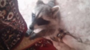 Как себя ведет дома енот. Звуки енота =)