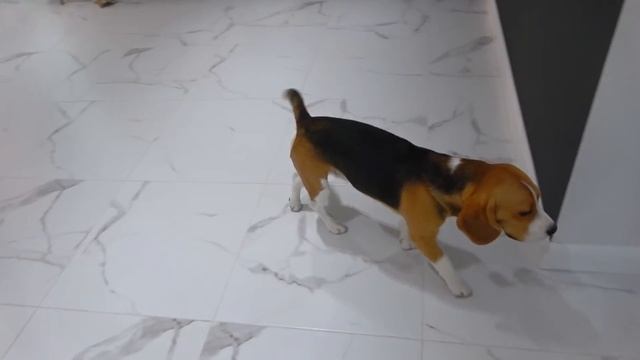 ШЕРЛОК ВМЕСТО БАТИ. ЧТО ИЗ ЭТОГО ВЫШЛО БРОС ШОУ ПЕТ смотреть онлайн