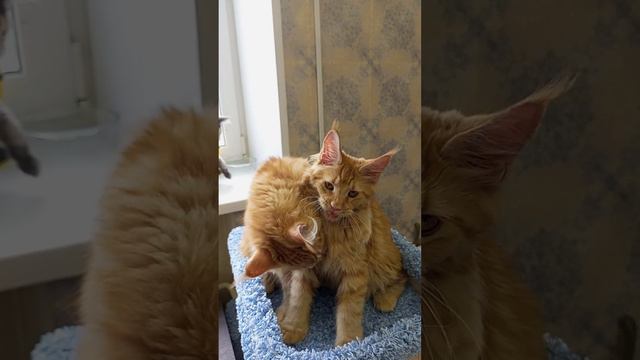 Зефир и девочки!!! Девочкам 4,5 мес. смотреть онлайн