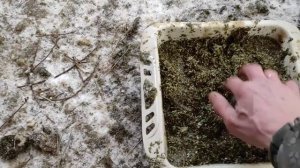 Кормление подсадных уток сушеной ряской зимой.