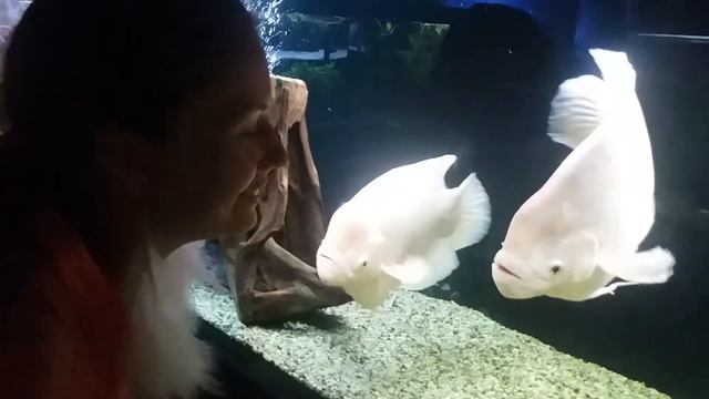 Я💙гурамі смотреть онлайн