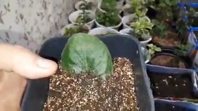 Рассада 2021год и др.