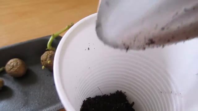 Картофель из семян