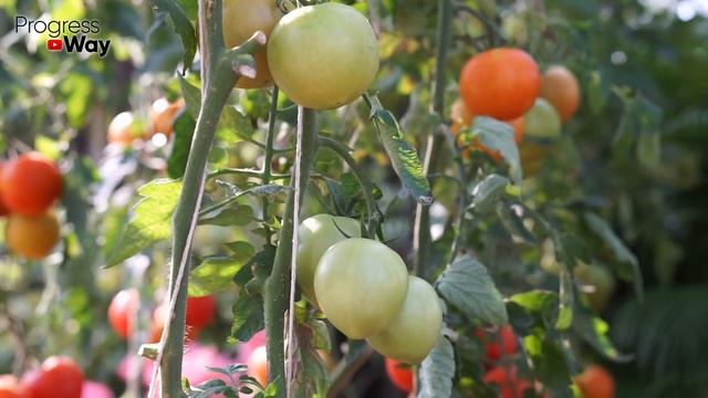 СРОЧНО ДАЙТЕ ТОМАТАМ СОДУ И БУДЕТЕ СОБИРАТЬ УРОЖАЙ ВЕДРАМИ ДО ОСЕНИ!!! УХОД ЗА ТОМАТАМИ! смотреть онлайн