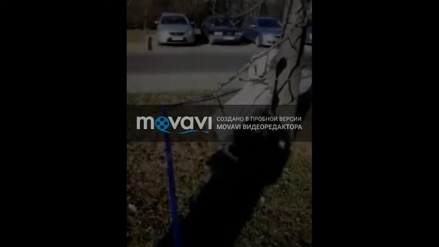 Моя свадьба под Майданова и Трофима "Жена. жена" смотреть онлайн