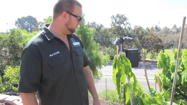A Quick Intro to Growing Backyard Mangos---San Diego Reader-Ben Kotnik смотреть онлайн
