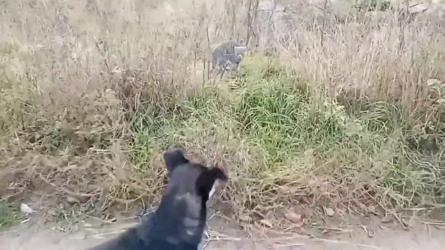 ШКОЛА ЖИВОТНЫХ! ДЫМОК ЗАНИМАЕТСЯ ПОВТОРЕНИЕМ! ТОМ УЧИТЕЛЬ! смотреть онлайн