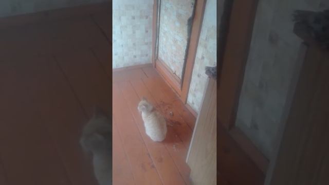 Рыжи кот замерз.... смотреть онлайн