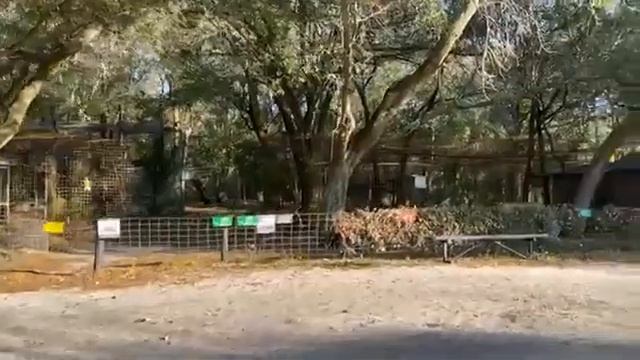 Monday Morning Walkabout With Brittany At Big Cat Rescue 01 11 2021