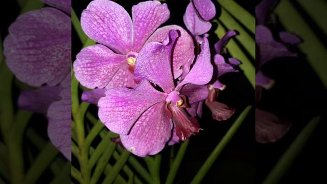 Orchids Collections #Vanda #Cattleya #dendrobium etc. смотреть онлайн