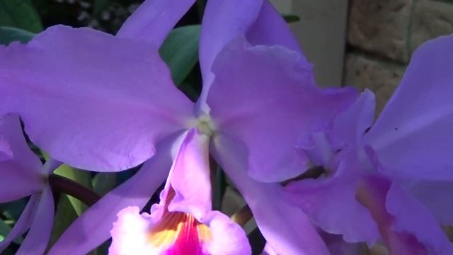 Цветение Шомбокатлеи, Schom. superbiens (laelia) x C. Caudebec, C. jenmanii, C. Mari's Song x .. смотреть онлайн
